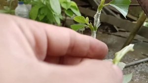 New Method of Triple Grafting Avocado Seedlings | avocado seeds how to grow