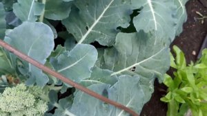 Капуста цветная и брокколи