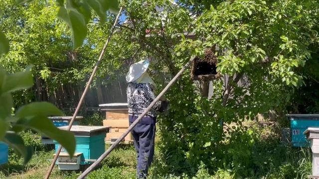 Роение пчёл смотреть онлайн