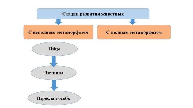 Тема 29. Постэмбриональное развитие организмов