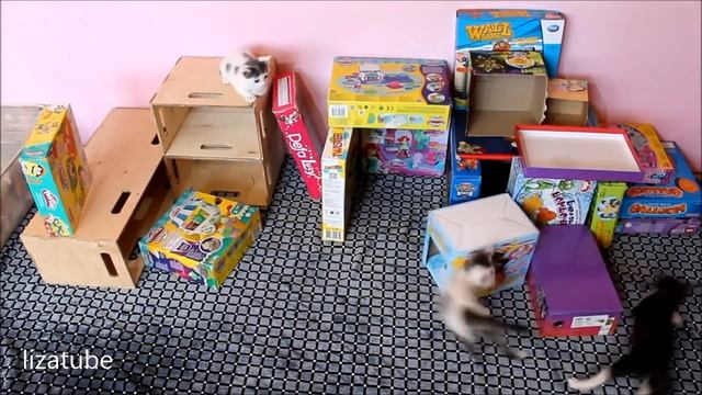 Котята играют в коробках ? CATBOX ? Построили с Лизой лабиринт для котиков смотреть онлайн