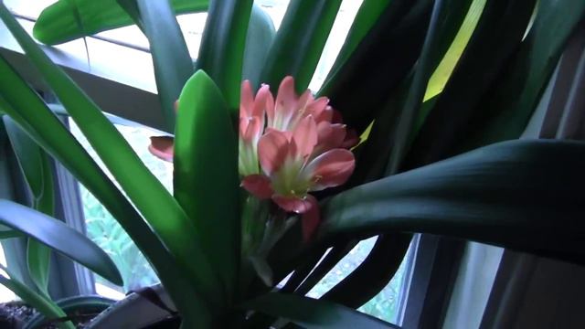 CLIVIA BLOOMED FROM 5-24-13 TO 6-11-13 смотреть онлайн