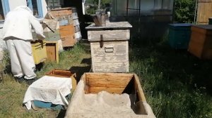 Как сделать из одной несколько пчелосемей