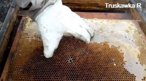 Рамка с мёдом для подкормки пчёл в этом году. Ложить или нет