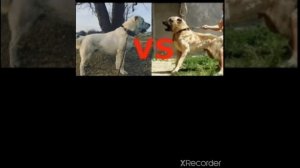 Кангал против алабая.Кто победит