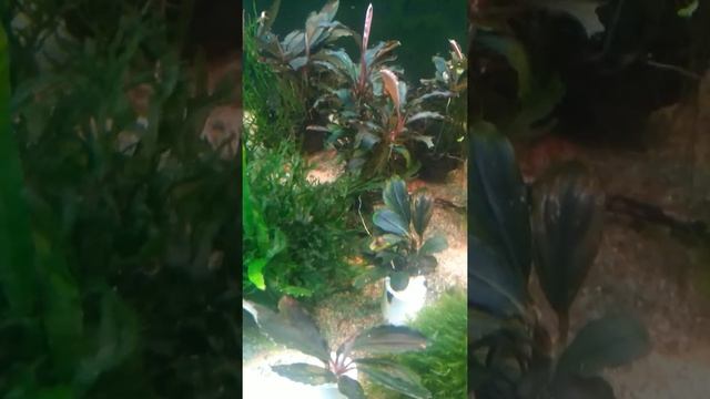 Аквариумные растения.мхи папоротники эхинодорусы смотреть онлайн