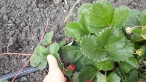 Клубника Альтесс рем.