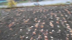 Осенняя подготовка картофельного поля под будующий урожай