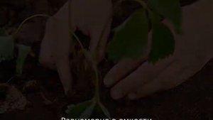 Земляника Александрия