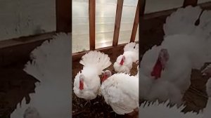 Индюки Виктория