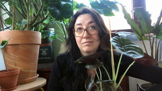 House Plant Tour of my complete Alocasia Collection смотреть онлайн