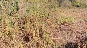 Тыква Мускатная прованская и Соната