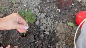 Срочно сделайте так с черенками роз. У вас приживется 90% черенков, проверенный способ более 15 лет