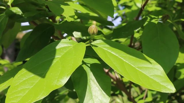 Sweetshrub (Calycanthus floridus) and hybrids - Plant Identification