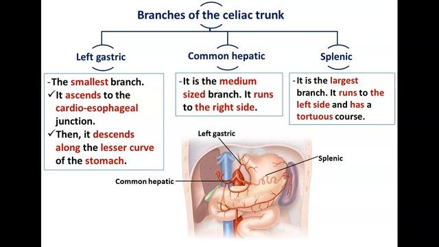 Arteries of the Digestive Tract (1) - Celiac Trunk - Dr. Ahmed Farid