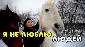 Жизнь в деревне. Она ни кого не любит. Лошадь ложится по команде. Козы в сугробах
