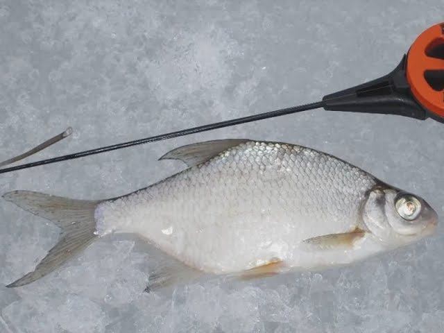 ГУСТЕРА ПРЁТ ДУРОМ|РЫБАЛКА НА ЖЕРЛИЦЫ|ПОДВОДНАЯ СЪЁМКА|ВСПОМИНАЕМ ПЕСНЮ МАМОНТЁНКА| смотреть онлайн