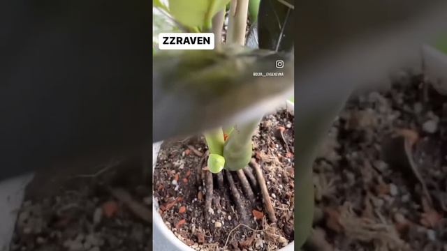 Цветение Замиокулькас Равен #zzplant #zz #zamioculcaszamiifolia #zamioculcas