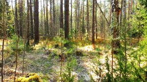 Звуки живой природы: живописные лесные пейзажи в мае месяце. Видео для отдыха.