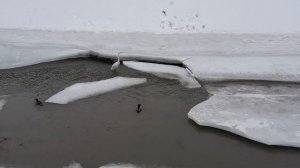 Река Есентай Весновка. Появление ещё одного вида птиц- цапли!