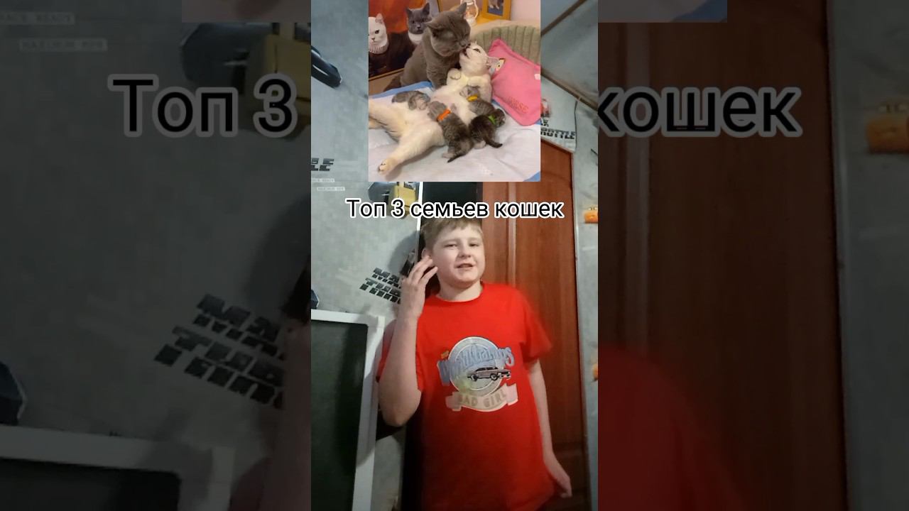 Топ 3 семьи кошек #shorst смотреть онлайн