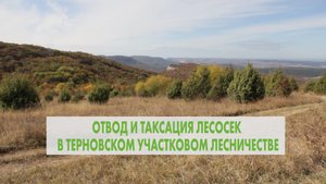 Отвод и таксация лесосек в Терновском участковом лесничестве.