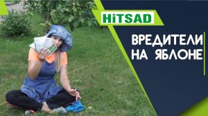 Вредители на Яблоне ✔️ Как избавится от Тли и Белокрылки ✔️ Советы От Хитсад ТВ