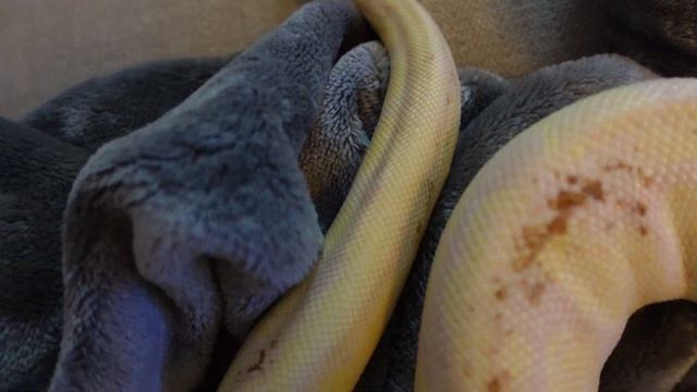 Ball python morph identification