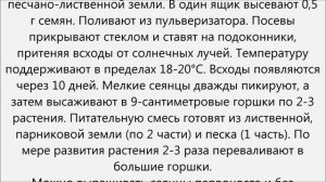 Примула уход.Примула домашняя уход