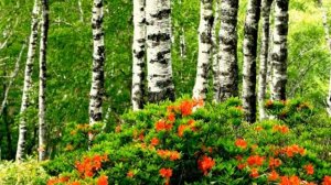 Что такое Душа. «Триединство Духа, Души и Тела».