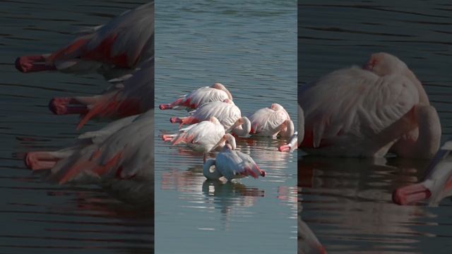 КАК СПЯТ ФЛАМИНГО
