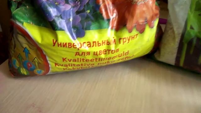 Спатифиллум известен в России как цветок «женское счастье».