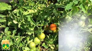 Ультраскороспелый томат БОБОТАЙ селекции Агрофирмы Манул!