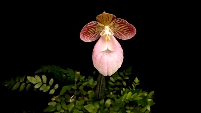 Paphiopedilum Micranthum