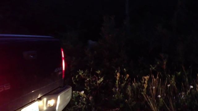 Медведь в Waterton Park в Канаде - Bear in Waterton Park AB Canada смотреть онлайн