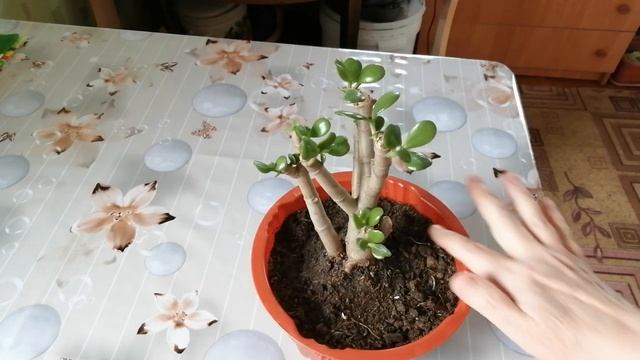 Какое оно после обрезки. Толстянка или денежное дерево. смотреть онлайн