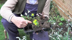 How to Grow Hardy Cyclamen | Garden Ideas | Peter Seabrook