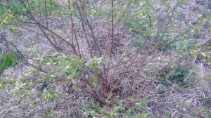 Жимолость съедобная.Уход за жимолостью весной