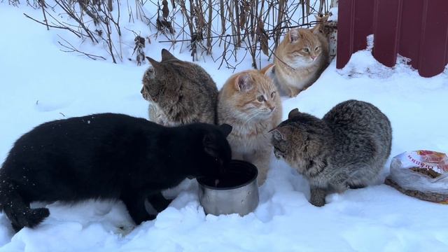 Кормление кошек зимой. 14.01.2024 смотреть онлайн