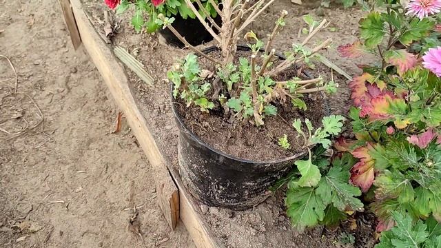 Как сохранить хризантему мультифлору в горшке до весны!? смотреть онлайн