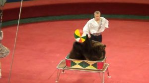 Медведи. Цирк. Медведь в цирке крутит бочонок. Bears. Circus. Circus bear twirl a keg.