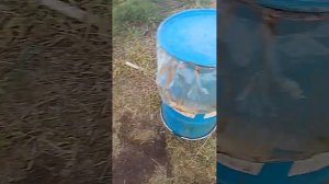 патока меласса как средство от засухи и подкормки
