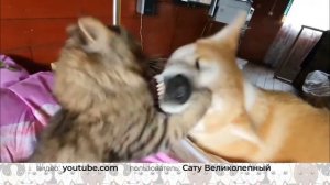 Кошачья логика: как подружить кошку и собаку