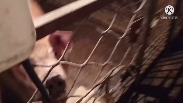 Вечернее Кормление , Профилактика от Глистов ,Свинка пришла в охоту смотреть онлайн