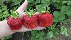 Чамора Турусси японский сорт