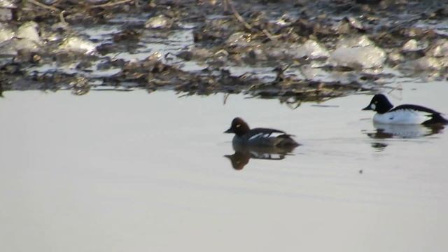 птицы Урала. гоголь обыкновенный. смотреть онлайн
