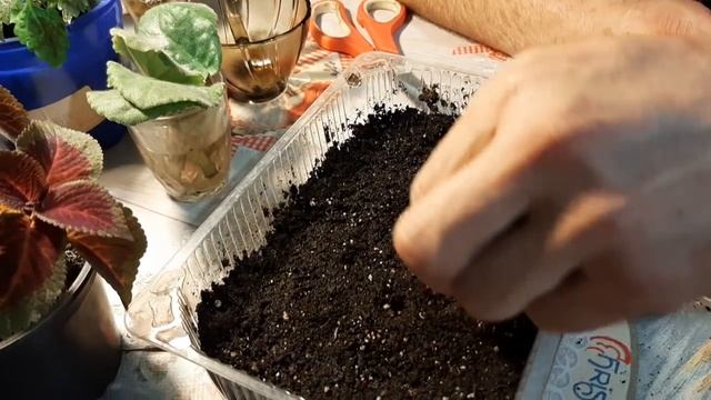 АЛИССУМ обязательно ПОСЕЙТЕ СЕМЕНАМИ цветок для сада как вырастить смотреть онлайн