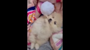 Милые песик-тоутерьер. Игры с животными