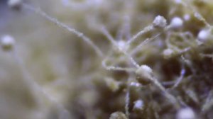 Триходерма вериде