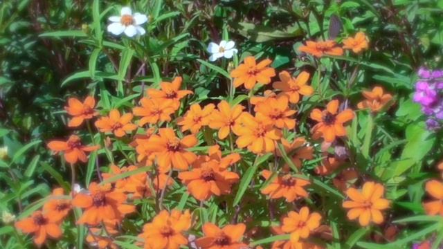 V. Rebikov : Fleurs D'automne смотреть онлайн